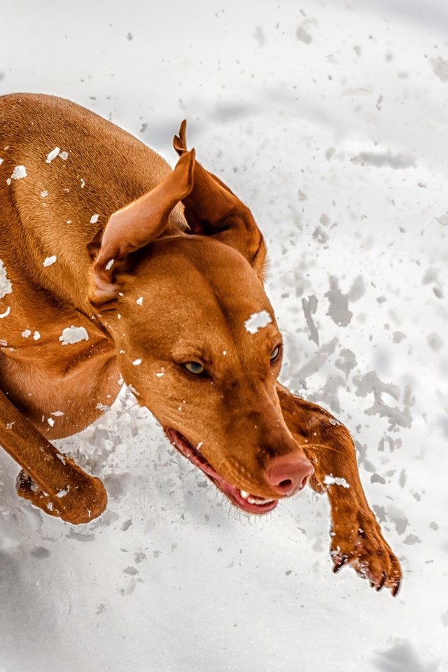 Обои снег, зима, лапы, собака, уши, бег, венгерская выжла, snow, winter, paws, dog, ears, running, vizsla разрешение 2560x1707 Загрузить