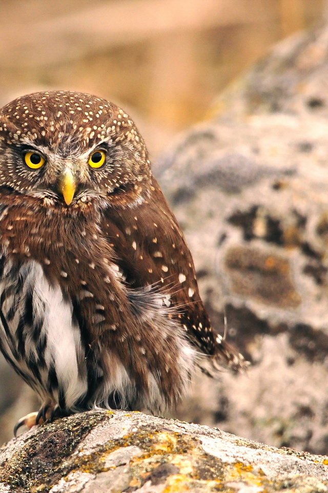 Обои сова, природа, птица, клюв, перья, owl, nature, bird, beak, feathers разрешение 1920x1200 Загрузить