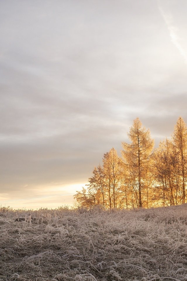 Обои свет, деревья, солнце, зима, лучи, утро, иней, light, trees, the sun, winter, rays, morning, frost разрешение 2048x1280 Загрузить