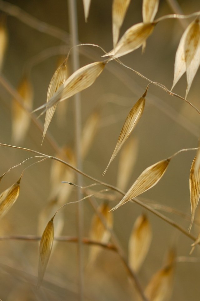 Обои трава, природа, макро, растение, сухая трава, grass, nature, macro, plant, dry grass разрешение 2560x1600 Загрузить