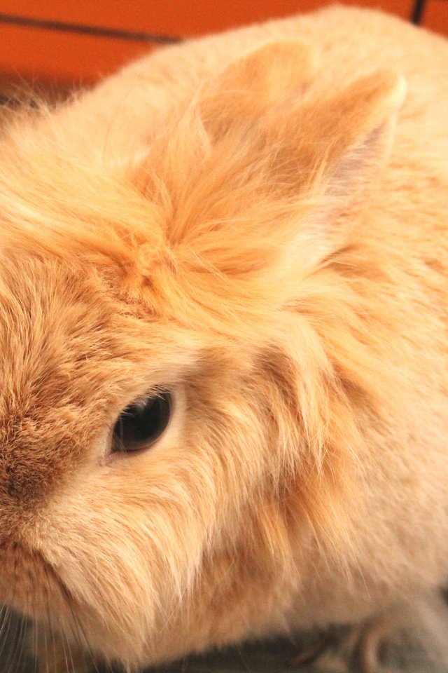 Обои усы, кролик, животное, уши, нос, мех, заяц, mustache, rabbit, animal, ears, nose, fur, hare разрешение 2560x1707 Загрузить