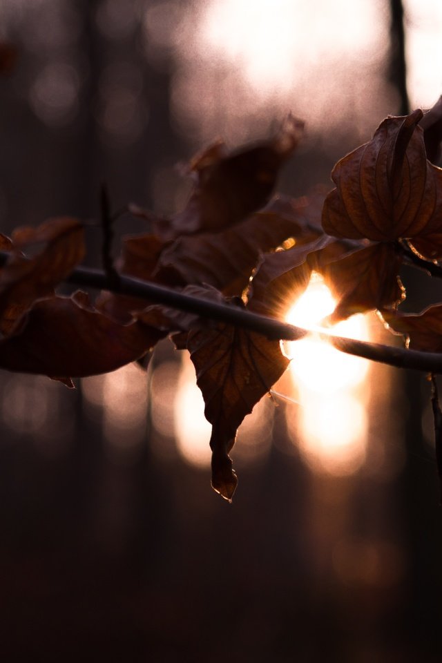 Обои ветка, солнце, лес, листья, осень, branch, the sun, forest, leaves, autumn разрешение 2800x1867 Загрузить