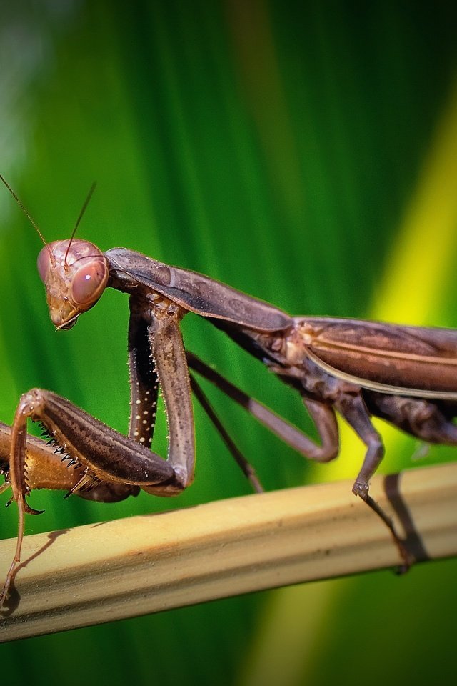 Обои зелень, макро, насекомое, бамбук, богомол, greens, macro, insect, bamboo, mantis разрешение 2560x1600 Загрузить