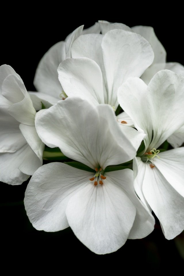 Обои природа, цветок, белый, черный фон, герань, флора, nature, flower, white, black background, geranium, flora разрешение 6000x4000 Загрузить
