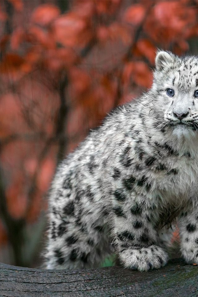 Обои осень, хищник, большая кошка, снежный барс, ирбис, детеныш, autumn, predator, big cat, snow leopard, irbis, cub разрешение 2048x1152 Загрузить