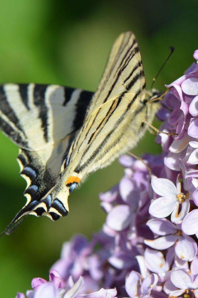 Обои цветение, насекомое, бабочка, весна, сирень, flowering, insect, butterfly, spring, lilac разрешение 4928x3264 Загрузить