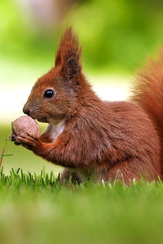 Обои трава, белка, хвост, орех, боке, белочка, грызун, grass, protein, tail, walnut, bokeh, squirrel, rodent разрешение 1920x1200 Загрузить