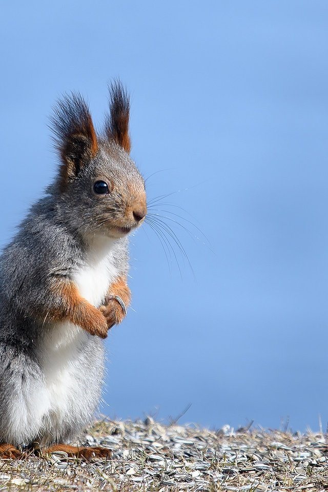 Обои ушки, животное, белка, хвост, стойка, белочка, грызун, ears, animal, protein, tail, stand, squirrel, rodent разрешение 2048x1152 Загрузить