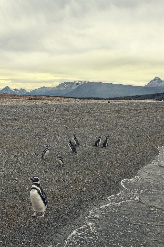 Обои берег, море, пляж, птица, пингвины, shore, sea, beach, bird, penguins разрешение 2048x1365 Загрузить