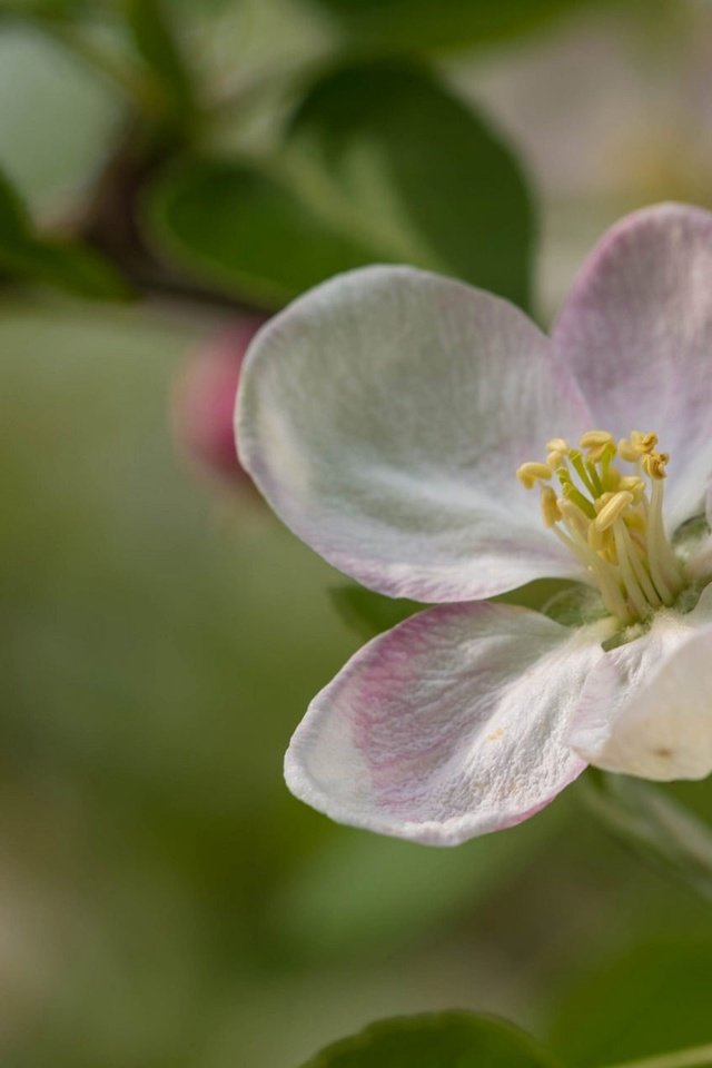 Обои цветение, макро, цветок, весна, яблоня, flowering, macro, flower, spring, apple разрешение 2048x1280 Загрузить