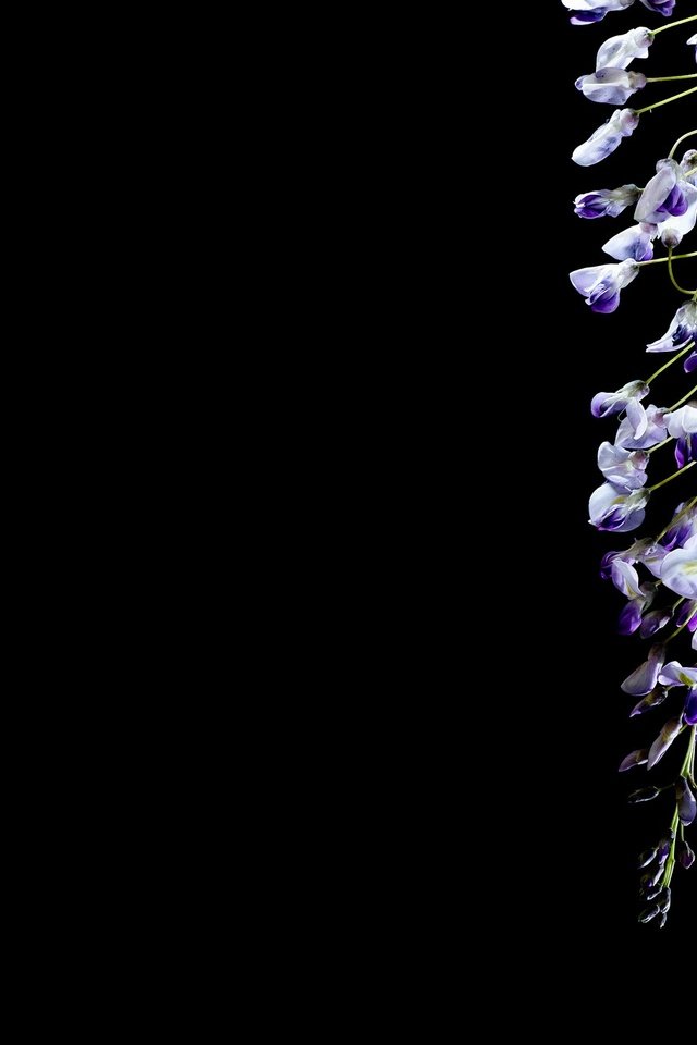 Обои цветок, черный фон, глициния, вистерия, flower, black background, wisteria разрешение 2048x1365 Загрузить