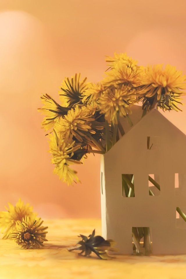 Обои цветы, фон, домик, одуванчики, желтые, flowers, background, house, dandelions, yellow разрешение 2048x1365 Загрузить