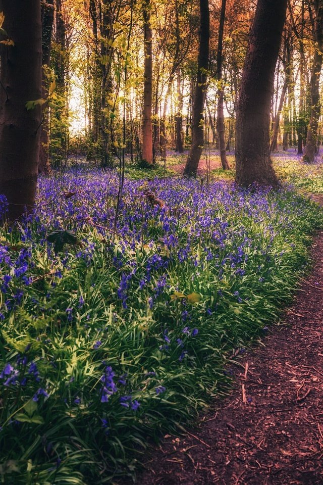 Обои цветы, деревья, лес, тропинка, весна, flowers, trees, forest, path, spring разрешение 2048x1365 Загрузить