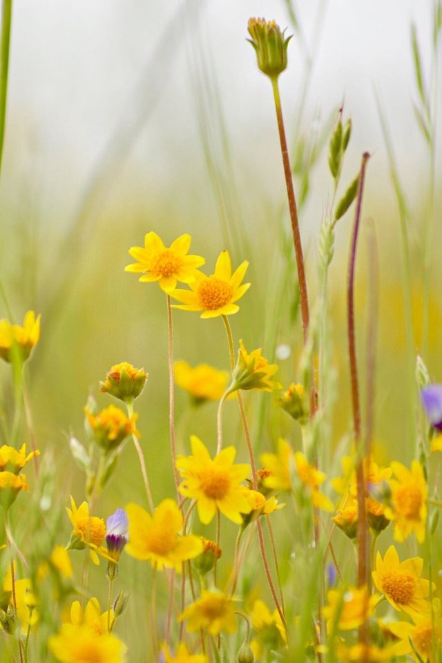 Обои цветы, трава, луг, полевые цветы, боке, flowers, grass, meadow, wildflowers, bokeh разрешение 2048x1362 Загрузить