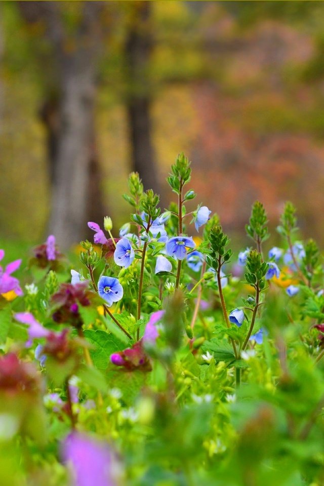 Обои цветы, поляна, луг, водосбор, аквилегия, flowers, glade, meadow, the catchment, aquilegia разрешение 3004x1887 Загрузить