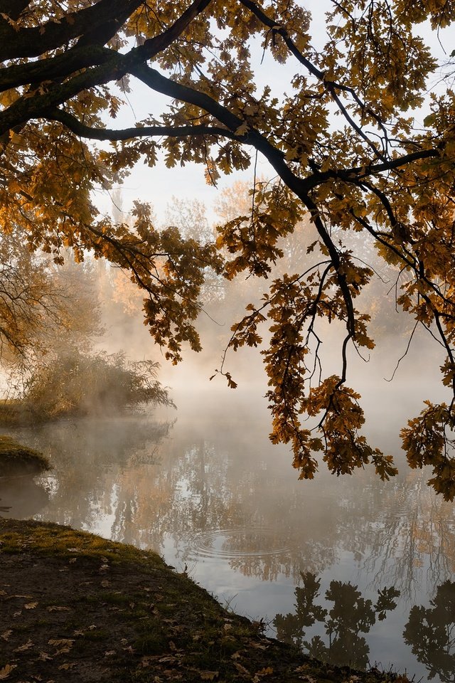 Обои деревья, листья, туман, осень, пруд, тишина, trees, leaves, fog, autumn, pond, silence разрешение 2000x1174 Загрузить