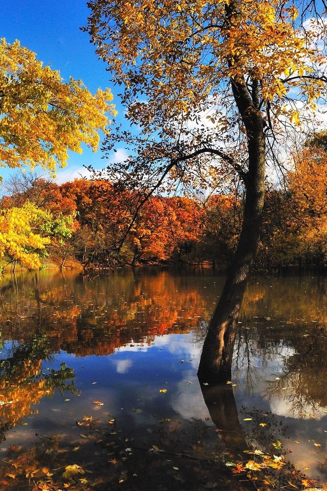 Обои деревья, вода, отражение, листва, осень, trees, water, reflection, foliage, autumn разрешение 1920x1280 Загрузить