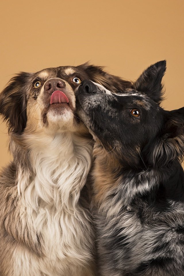 Обои фон, друзья, собаки, бордер-колли, now kiss, background, friends, dogs, the border collie разрешение 2048x1246 Загрузить