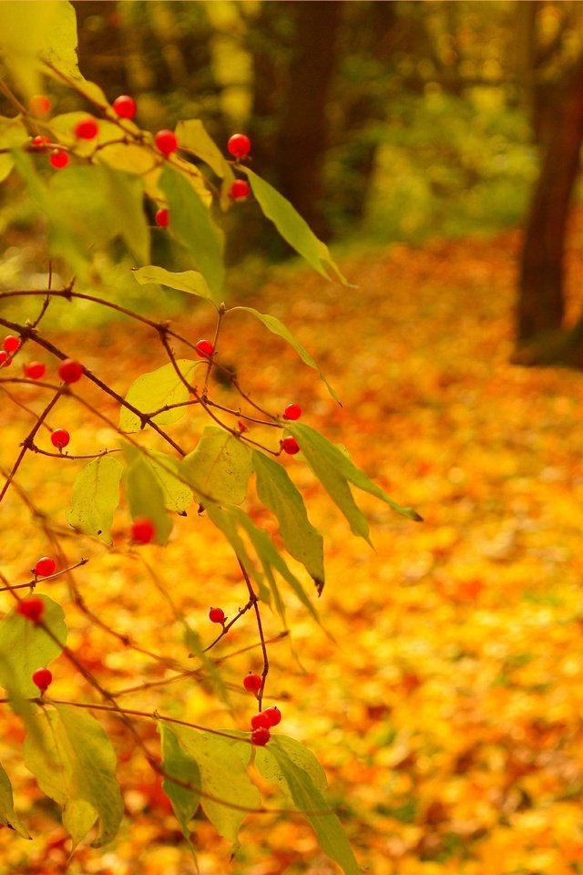 Обои природа, фон, листва, осень, nature, background, foliage, autumn разрешение 3002x1889 Загрузить