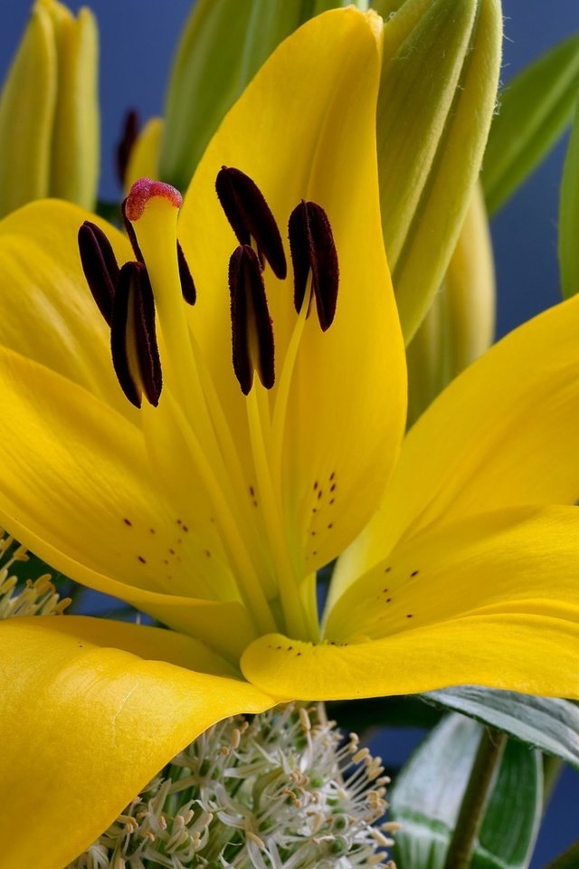 Обои цветы, макро, фон, лилии, желтые, flowers, macro, background, lily, yellow разрешение 1920x1200 Загрузить