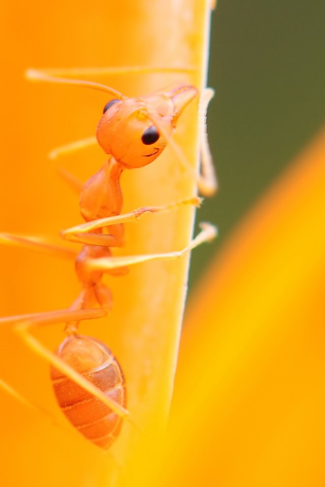 Обои макро, насекомое, муравей, листик, лапки, macro, insect, ant, leaf, legs разрешение 1920x1080 Загрузить