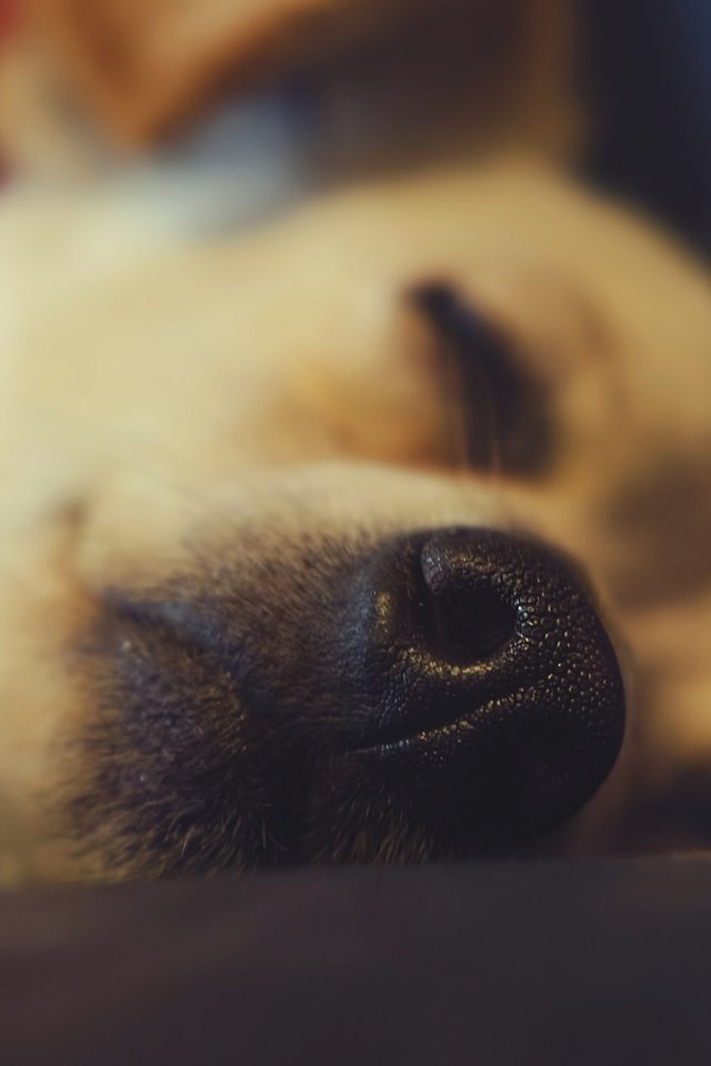 Обои макро, собака, отдых, нос, macro, dog, stay, nose разрешение 2048x1357 Загрузить