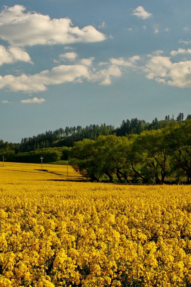 Обои небо, цветы, облака, деревья, поле, рапс, the sky, flowers, clouds, trees, field, rape разрешение 2700x1800 Загрузить