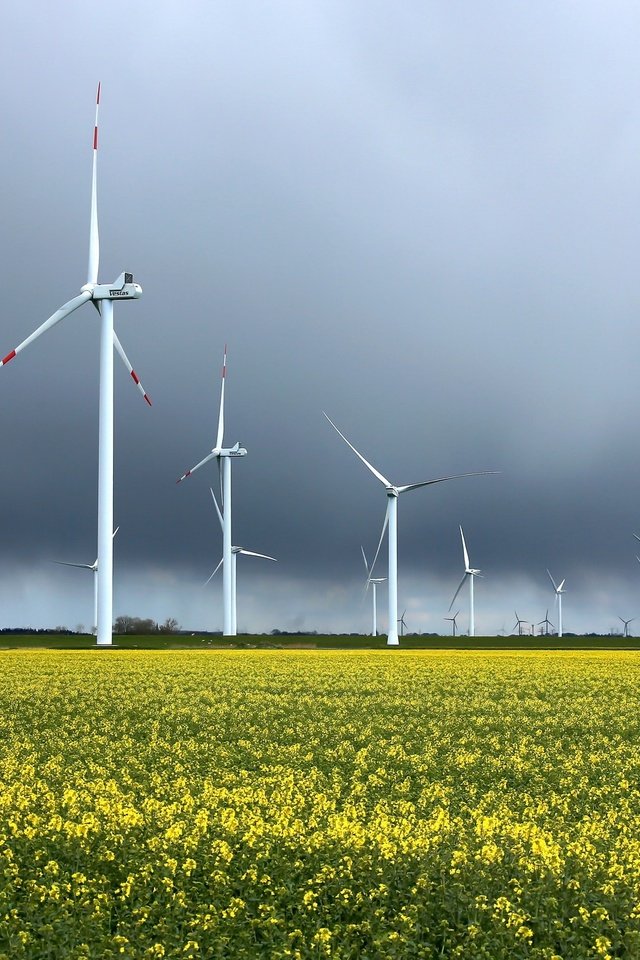 Обои небо, цветы, поле, ветряки, рапс, ветротурбины, the sky, flowers, field, windmills, rape, wind turbine разрешение 2048x1354 Загрузить