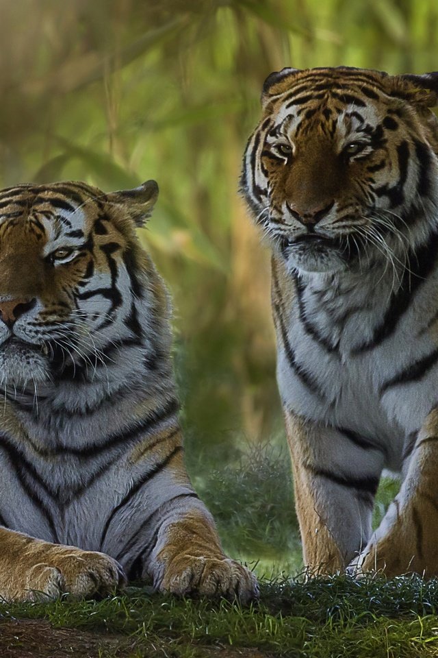 Обои парочка, дикая кошка, тигры, a couple, wild cat, tigers разрешение 2560x1579 Загрузить