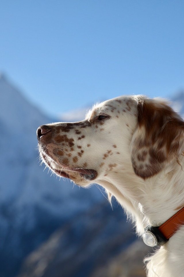 Обои портрет, собака, профиль, ошейник, английский сеттер, portrait, dog, profile, collar, the english setter разрешение 1920x1280 Загрузить