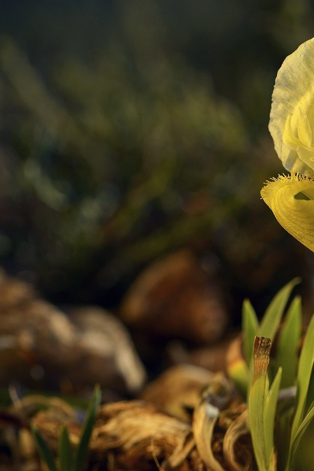 Обои природа, макро, цветок, лепесток, ирис, nature, macro, flower, petal, iris разрешение 3000x1886 Загрузить