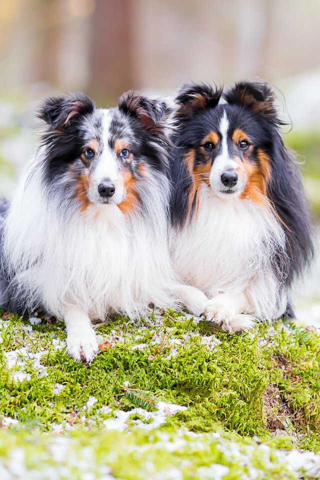 Обои природа, парочка, собаки, шелти, шетландская овчарка, nature, a couple, dogs, sheltie, shetland sheepdog разрешение 3600x2400 Загрузить