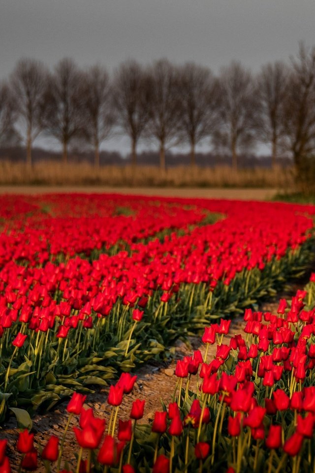 Обои цветы, деревья, природа, поле, тюльпаны, flowers, trees, nature, field, tulips разрешение 2725x1440 Загрузить