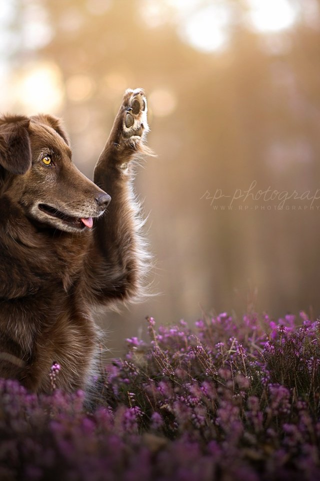 Обои цветы, природа, собака, друг, лапа, финн, dackelpuppy, flowers, nature, dog, each, paw, finn разрешение 2048x1278 Загрузить