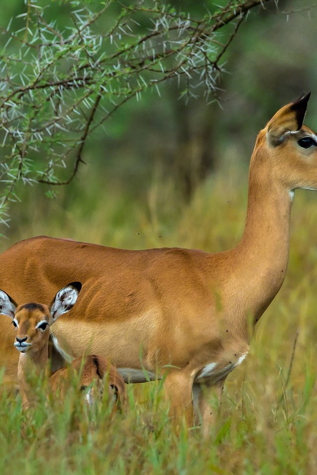 Обои ребенок, серенгети, мать, антилопы, танзания, child, serengeti, mother, antelope, tanzania разрешение 1920x1200 Загрузить