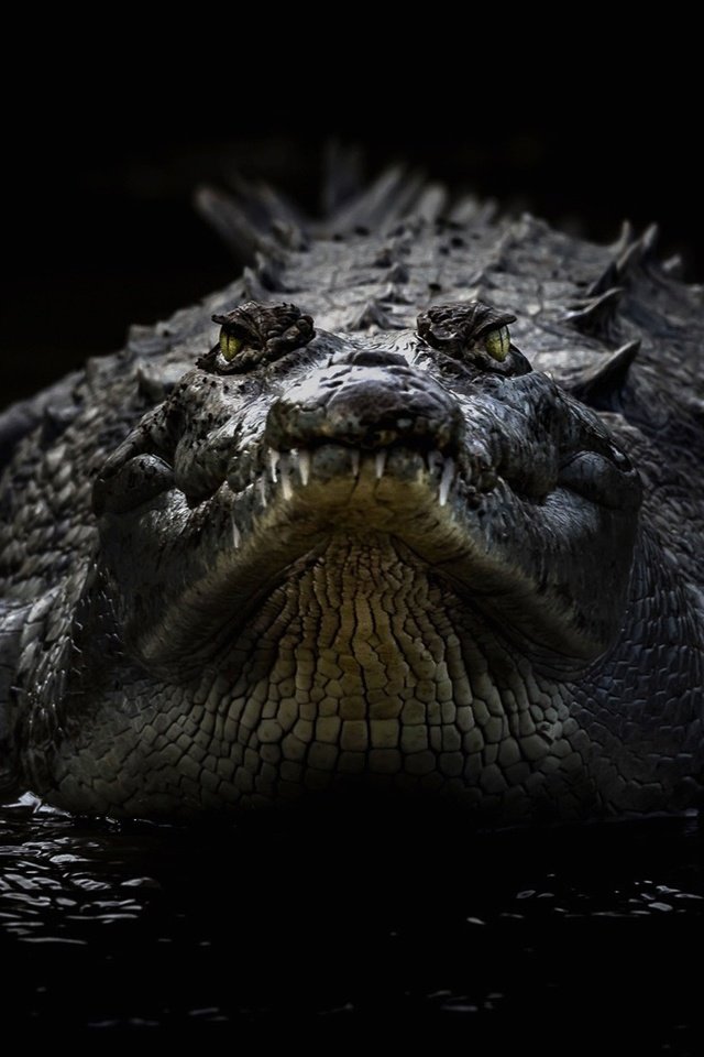 Обои черный фон, крокодил, рептилия, пресмыкающееся, острорылый крокодил, black background, crocodile, reptile, american crocodile разрешение 1920x1102 Загрузить