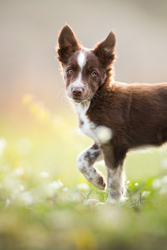 Обои собака, щенок, травка, коричневый, бордер-колли, tissaia, dog, puppy, weed, brown, the border collie разрешение 2048x1365 Загрузить