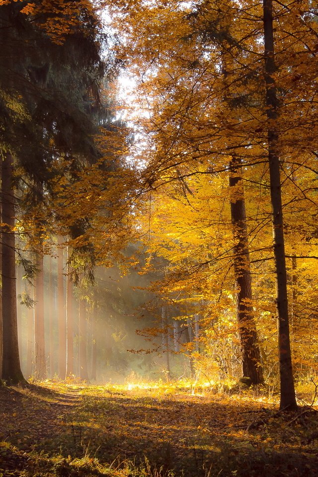 Обои свет, природа, лес, утро, осень, light, nature, forest, morning, autumn разрешение 2048x1311 Загрузить