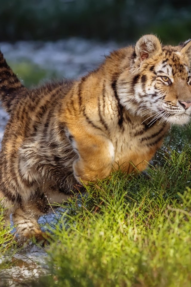 Обои тигр, прыжок, дикая кошка, амурский тигр, tiger, jump, wild cat, the amur tiger разрешение 2000x1429 Загрузить