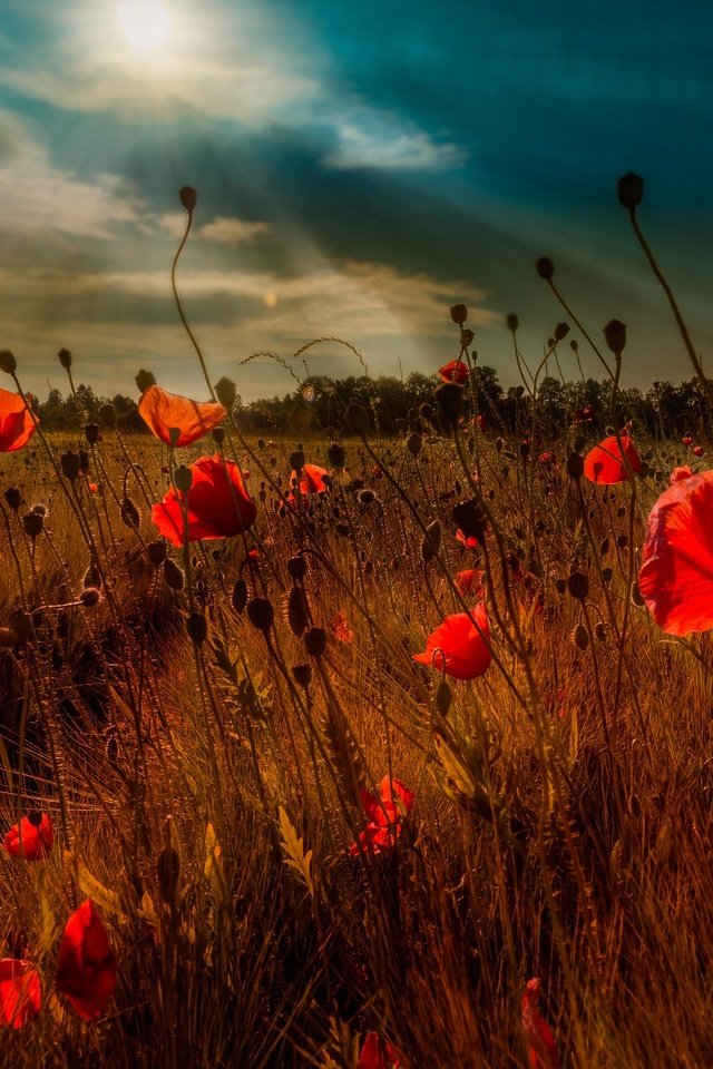 Обои небо, цветы, облака, вечер, поле, маки, the sky, flowers, clouds, the evening, field, maki разрешение 2048x1363 Загрузить