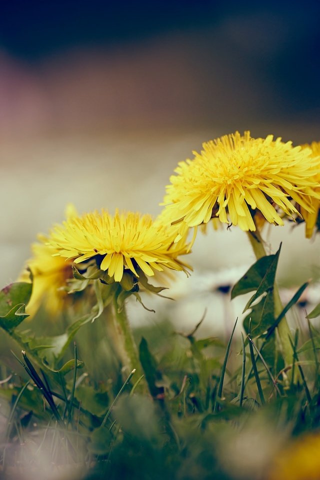 Обои цветы, трава, весна, одуванчики, желтые, flowers, grass, spring, dandelions, yellow разрешение 2048x1365 Загрузить