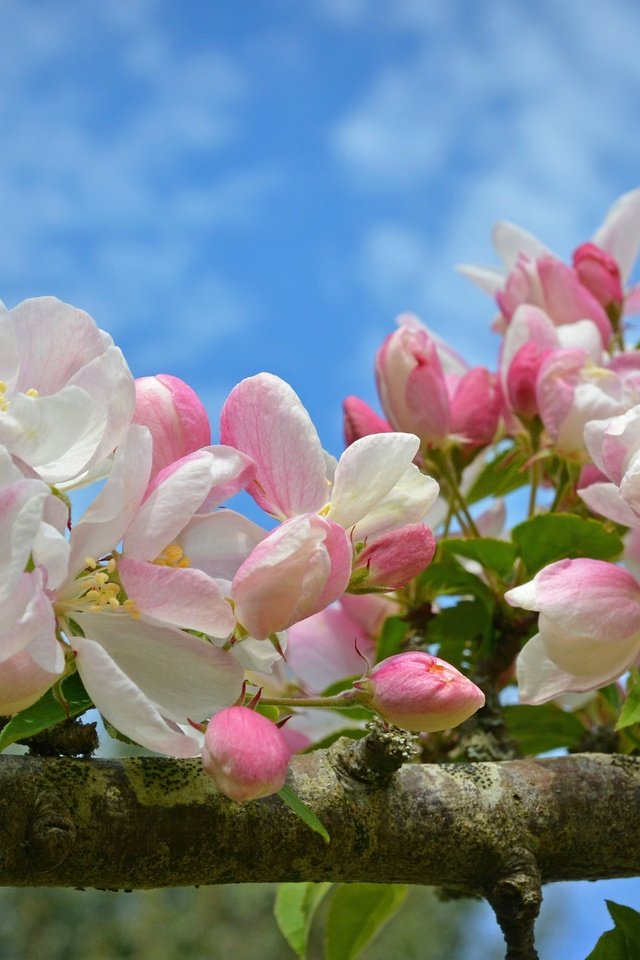 Обои ветка, цветение, макро, весна, яблоня, цветки, бутончики, branch, flowering, macro, spring, apple, flowers, buds разрешение 2048x1289 Загрузить