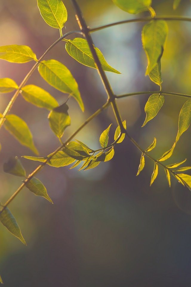 Обои ветка, природа, дерево, листья, фон, лучи света, branch, nature, tree, leaves, background, rays of light разрешение 2048x1356 Загрузить