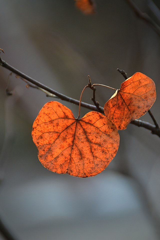 Обои ветка, природа, листья, фон, осень, branch, nature, leaves, background, autumn разрешение 3500x2333 Загрузить