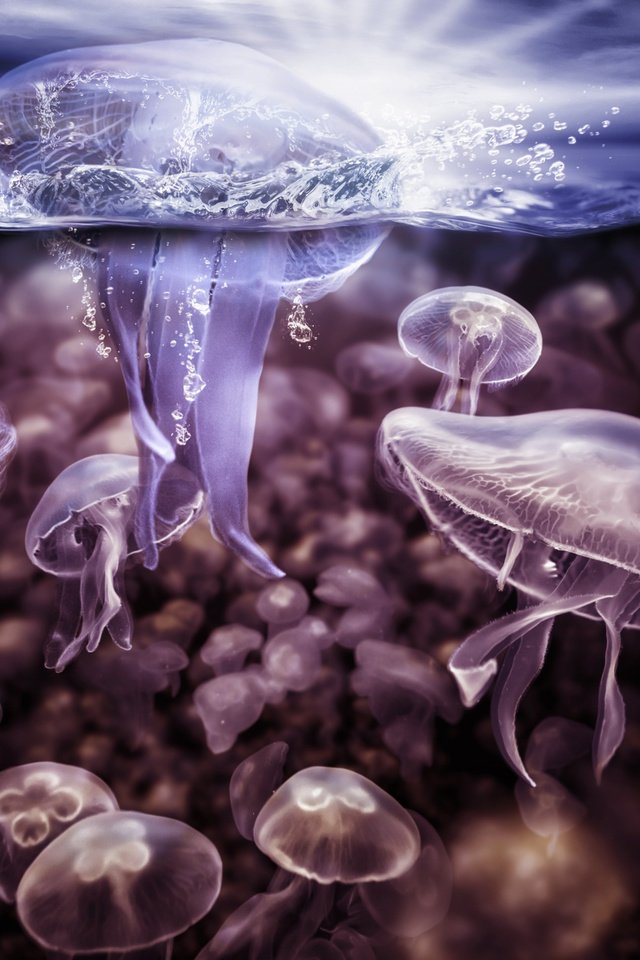 Обои вода, всплеск, медузы, подводный мир, щупальцы, water, splash, jellyfish, underwater world, the tentacles разрешение 2000x1429 Загрузить