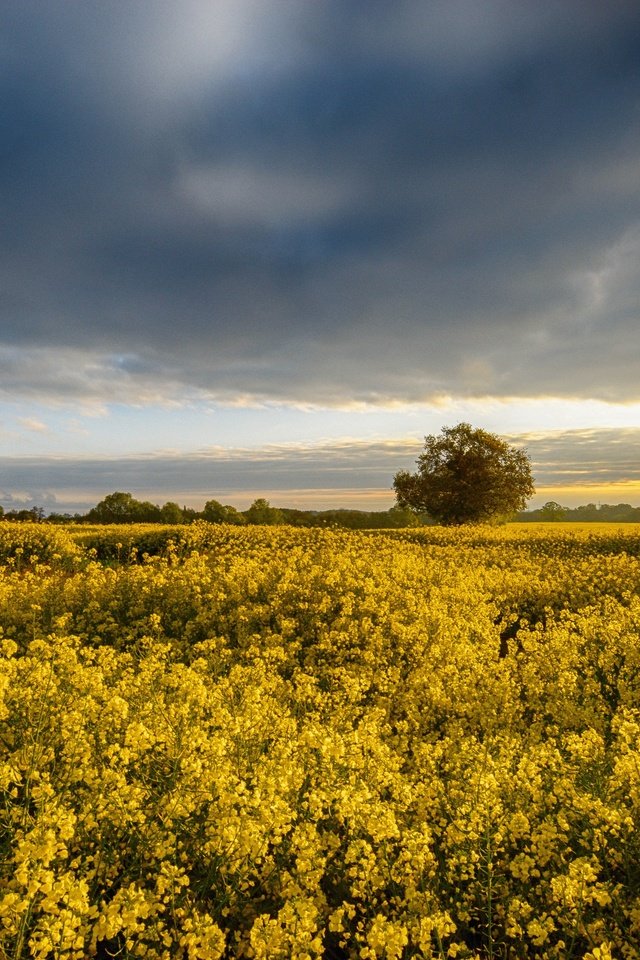 Обои цветы, восход, утро, поле, рассвет, англия, рапс, flowers, sunrise, morning, field, dawn, england, rape разрешение 4000x2667 Загрузить