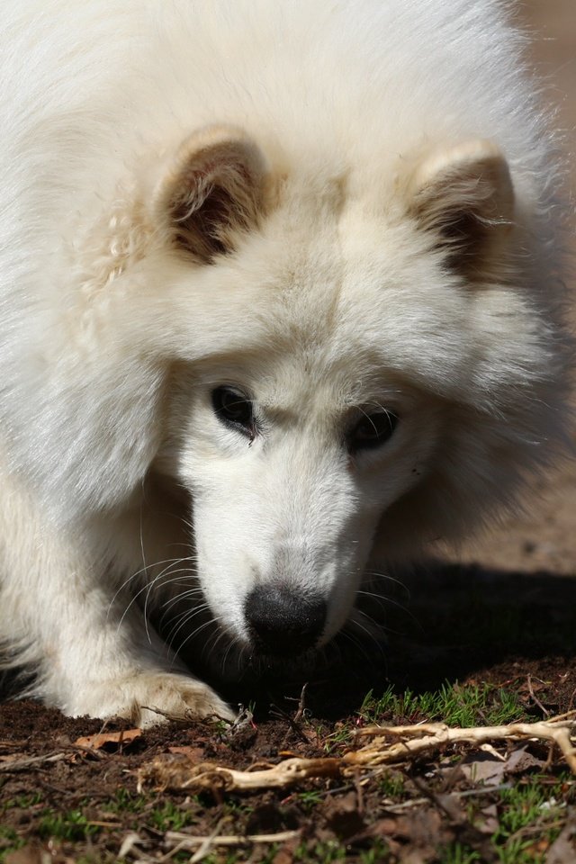 Обои взгляд, белый, собака, травка, лайка, самоед, look, white, dog, weed, laika, samoyed разрешение 1920x1280 Загрузить