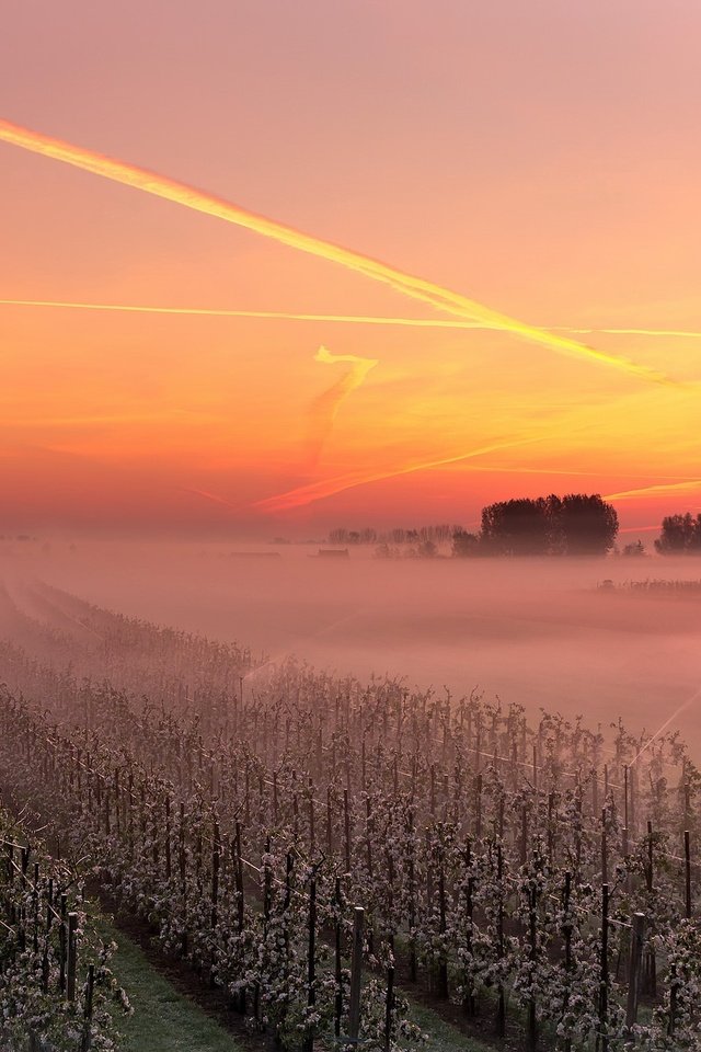 Обои небо, закат, туман, виноградник, the sky, sunset, fog, vineyard разрешение 1926x1293 Загрузить