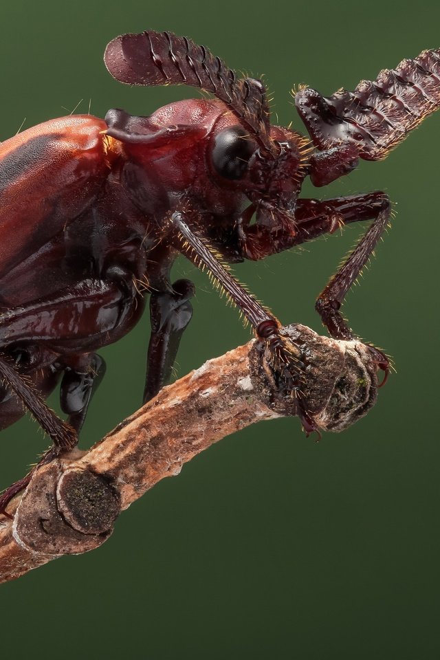 Обои жук, макро, насекомое, жук-пауссин, beetle, macro, insect, beetle poussin разрешение 2048x1365 Загрузить