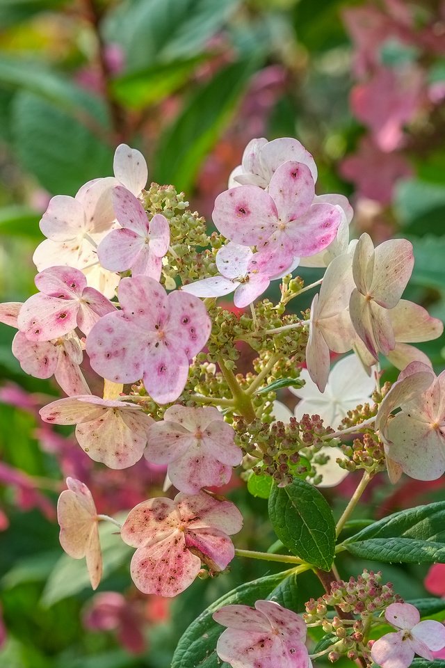 Обои цветы, листья, соцветия, гортензия, flowers, leaves, inflorescence, hydrangea разрешение 4896x2760 Загрузить